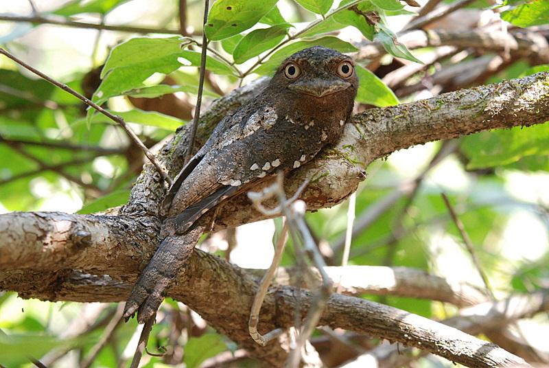 Sri Lanka Frogmouth Arena Pile Top 10 Most Strange Looking Birds In The World