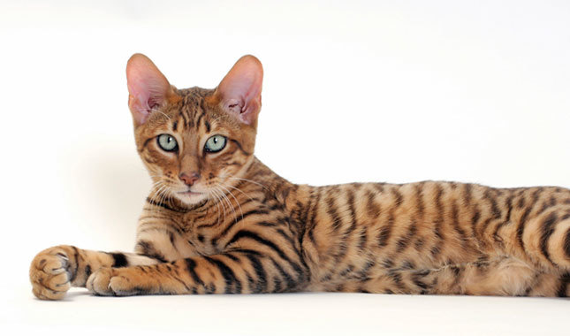Toyger Cat Arena Pile Top 10 Most Beautiful Cat Breeds In The World