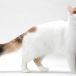 Top 10 Largest Cat Breeds In The World