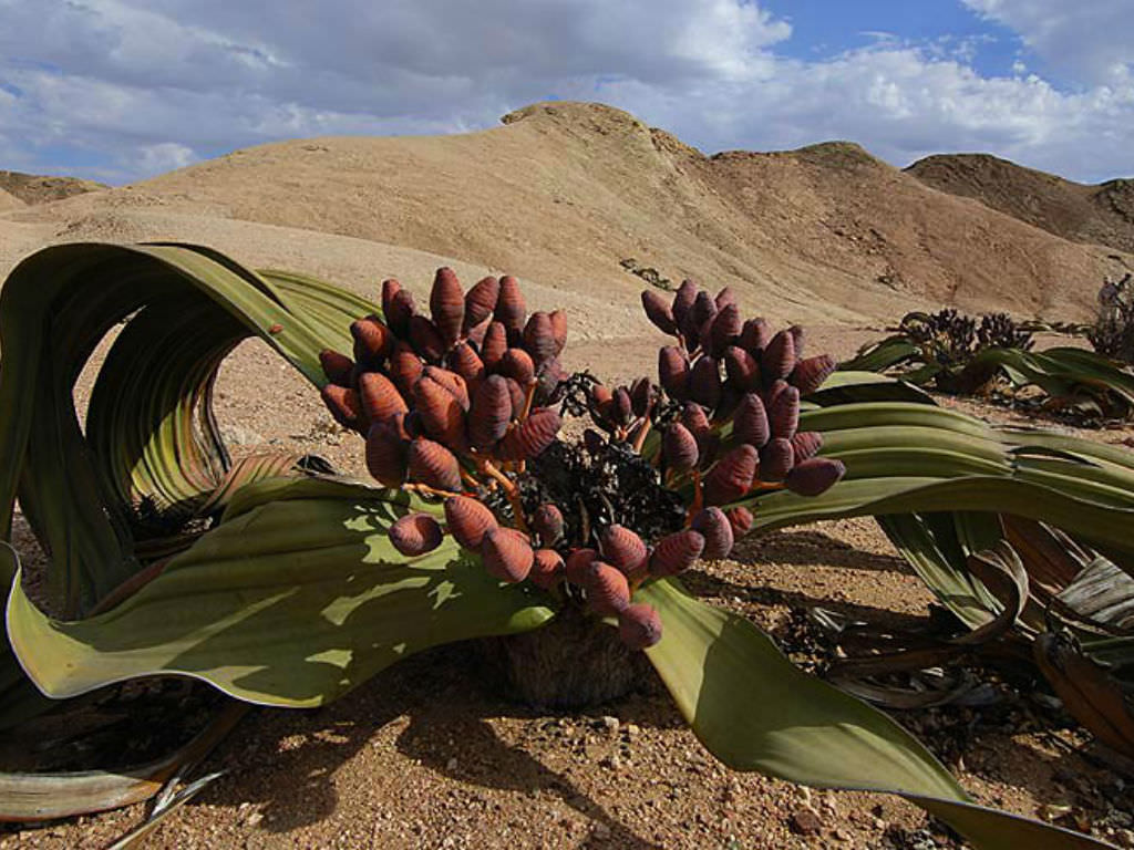 Welwitschia Arena Pile Top 10 Most Strangest Plants In The World