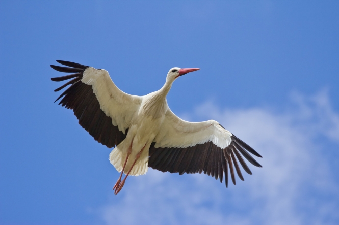 Top 10 Highest Flying Birds In The World