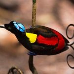 Top 10 Birds With Amazing Tails In The World