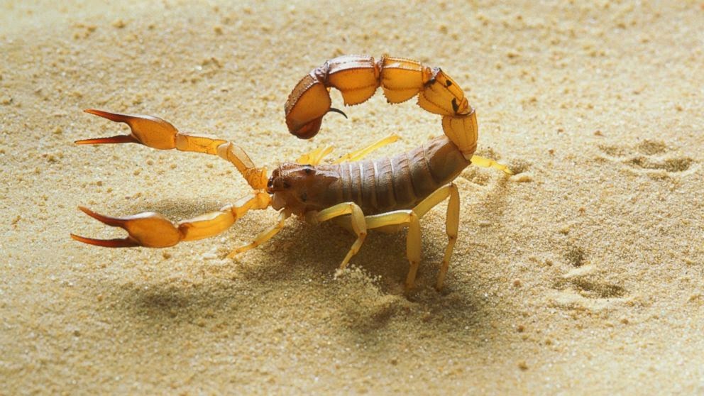 Yellow Fattail Arena Pile Top 10 Most Dangerous And Deadliest Scorpions In The World