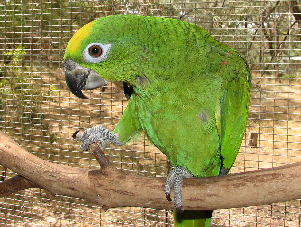 Yellow crowned Amazon Arena Pile Top 10 Most Smartest Talking Birds In The World