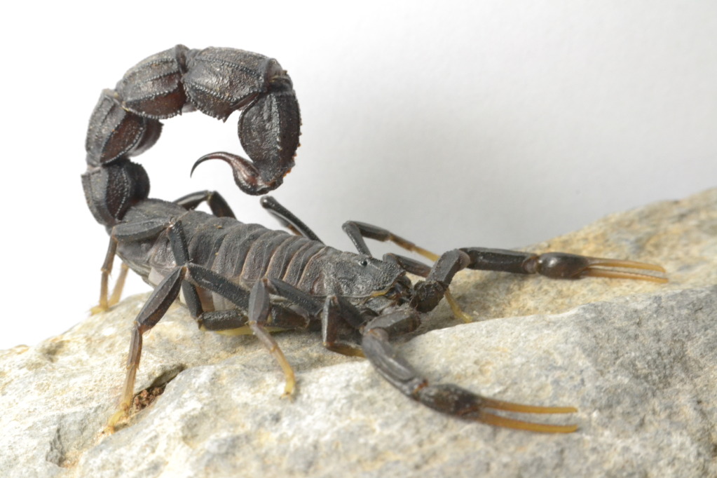 gormar scorpion Arena Pile Top 10 Most Dangerous And Deadliest Scorpions In The World