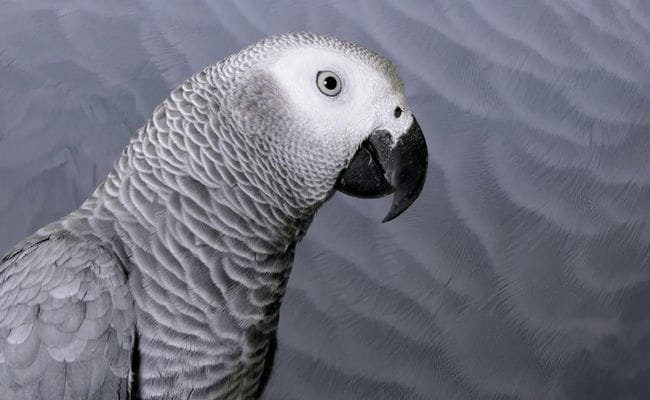 Top 10 Most Smartest Talking Birds In The World Top 10 Most Smartest Talking Birds In The World