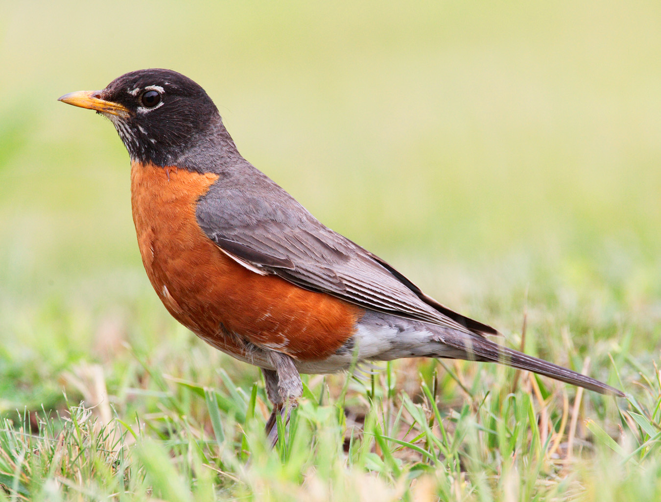 American Robin Arena Pile Top 10 Best Singing Birds In The World