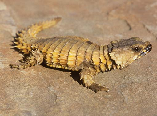 Armadillo Girdled Lizard Arena Pile Top 10 Coolest Lizards In The World