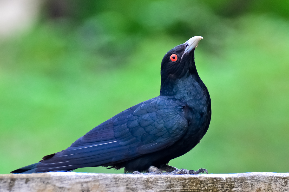 Asian Koel Arena Pile Top 10 Best Singing Birds In The World