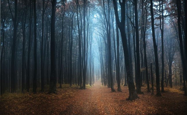 Top 10 Most Mysterious Forests In The World Top 10 Most Mysterious Forests In The World