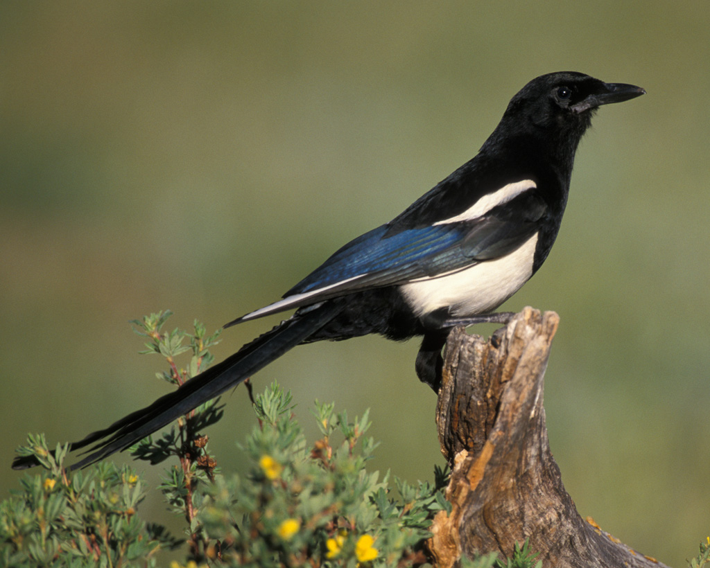 Black billed Magpie Arena Pile Top 10 Best Singing Birds In The World