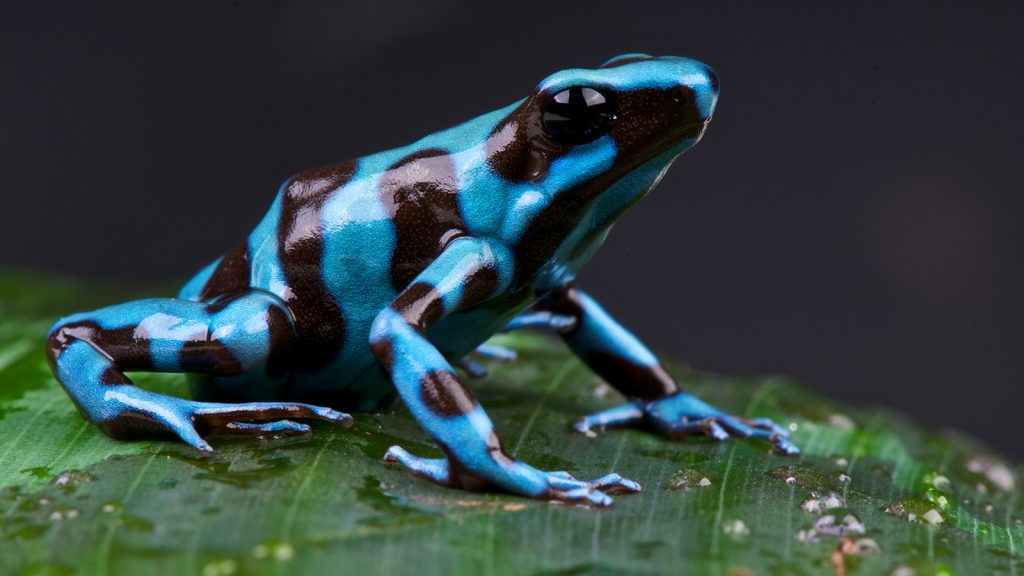 Top 10 Most Poisonous Frogs On Earth In The World
