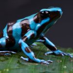 Top 10 Most Poisonous Frogs On Earth In The World
