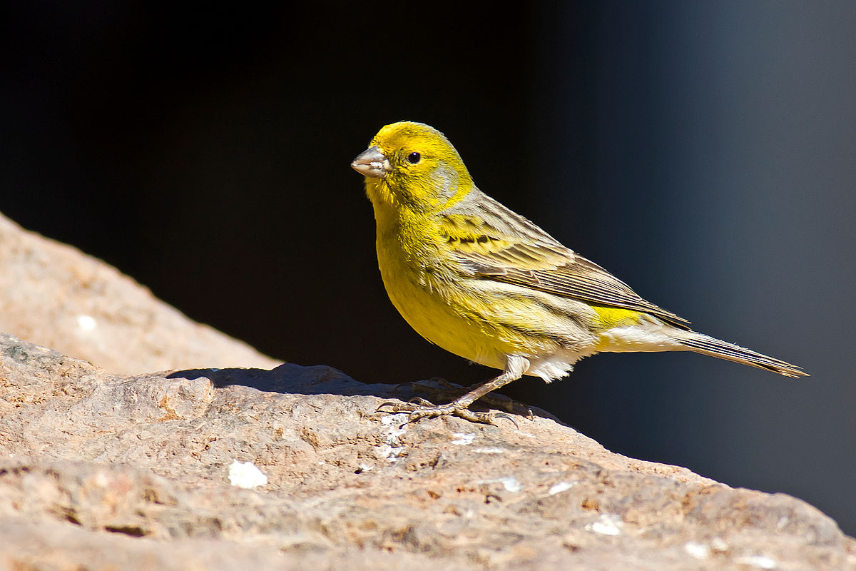 Canary Arena Pile Top 10 Best Singing Birds In The World