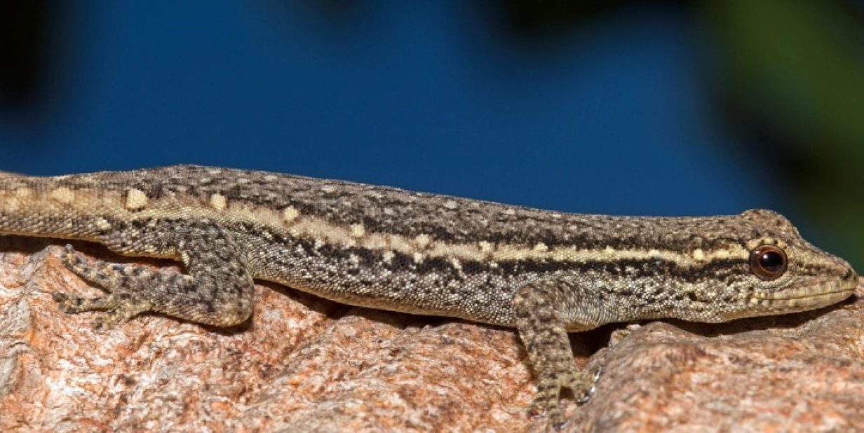 Cape dwarf gecko e1512705915303 Arena Pile Top 10 Coolest Lizards In The World
