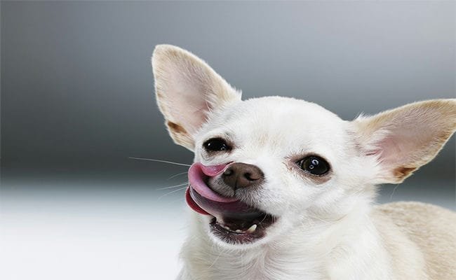 Top 10 Smallest Dog Breeds In The World Top 10 Smallest Dog Breeds In The World