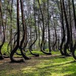 Top 10 Most Mysterious Forests In The World