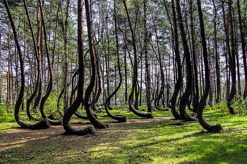 Crooked Forests Arena Pile Top 10 Most Mysterious Forests In The World