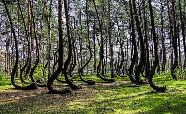 Top 10 Most Dangerous Horrible Forest In The World Top 10 Most Dangerous Horrible Forest In The World