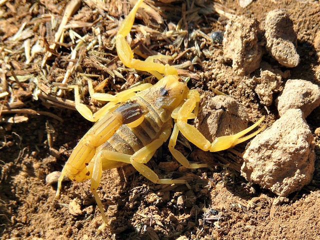 Deathstalker Scorpion Arena Pile Top 10 Most Interesting Sahara Desert Animals In The World