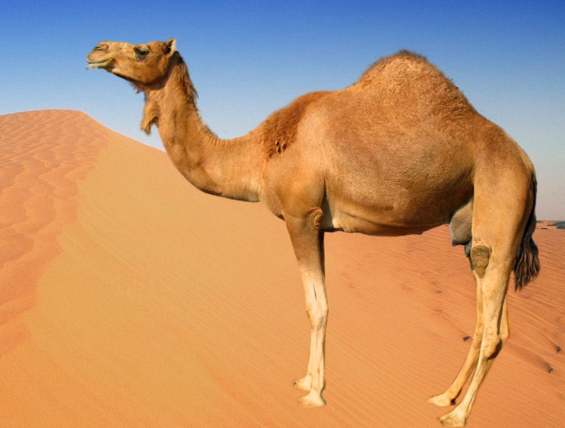 Dromedary Camels Arena Pile Top 10 Most Interesting Sahara Desert Animals In The World