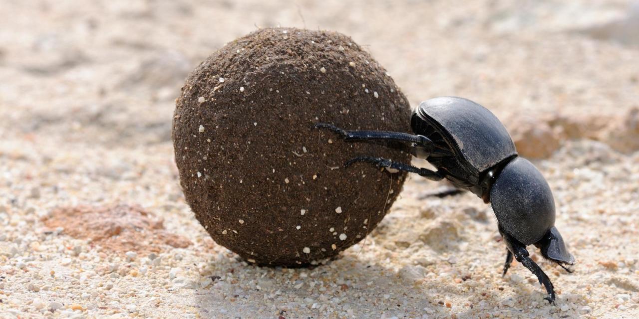 Dung Beetle Arena Pile Top 10 Most Interesting Sahara Desert Animals In The World