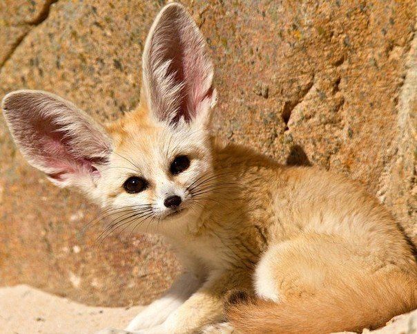 Fennec Arena Pile Top 10 Most Interesting Sahara Desert Animals In The World
