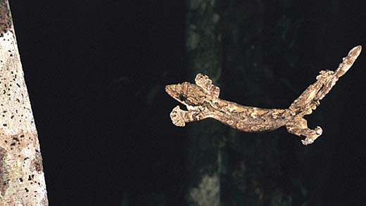 Flying Gecko Arena Pile Top 10 Coolest Lizards In The World