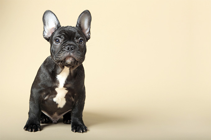 Small Dog Breeds In The World
