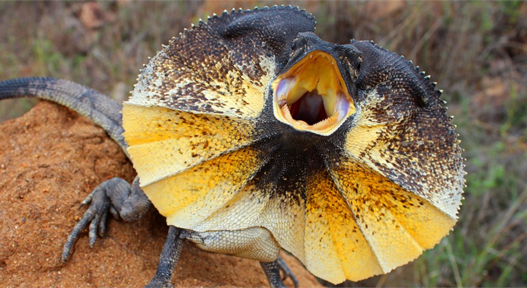 Frilled neck lizards Arena Pile Top 10 Coolest Lizards In The World