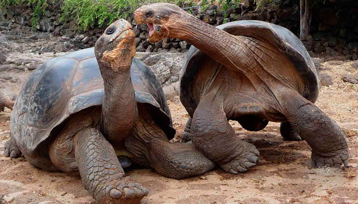 Galapagos Giant Tortoise Arena Pile Top 10 Slowest Animals In The World