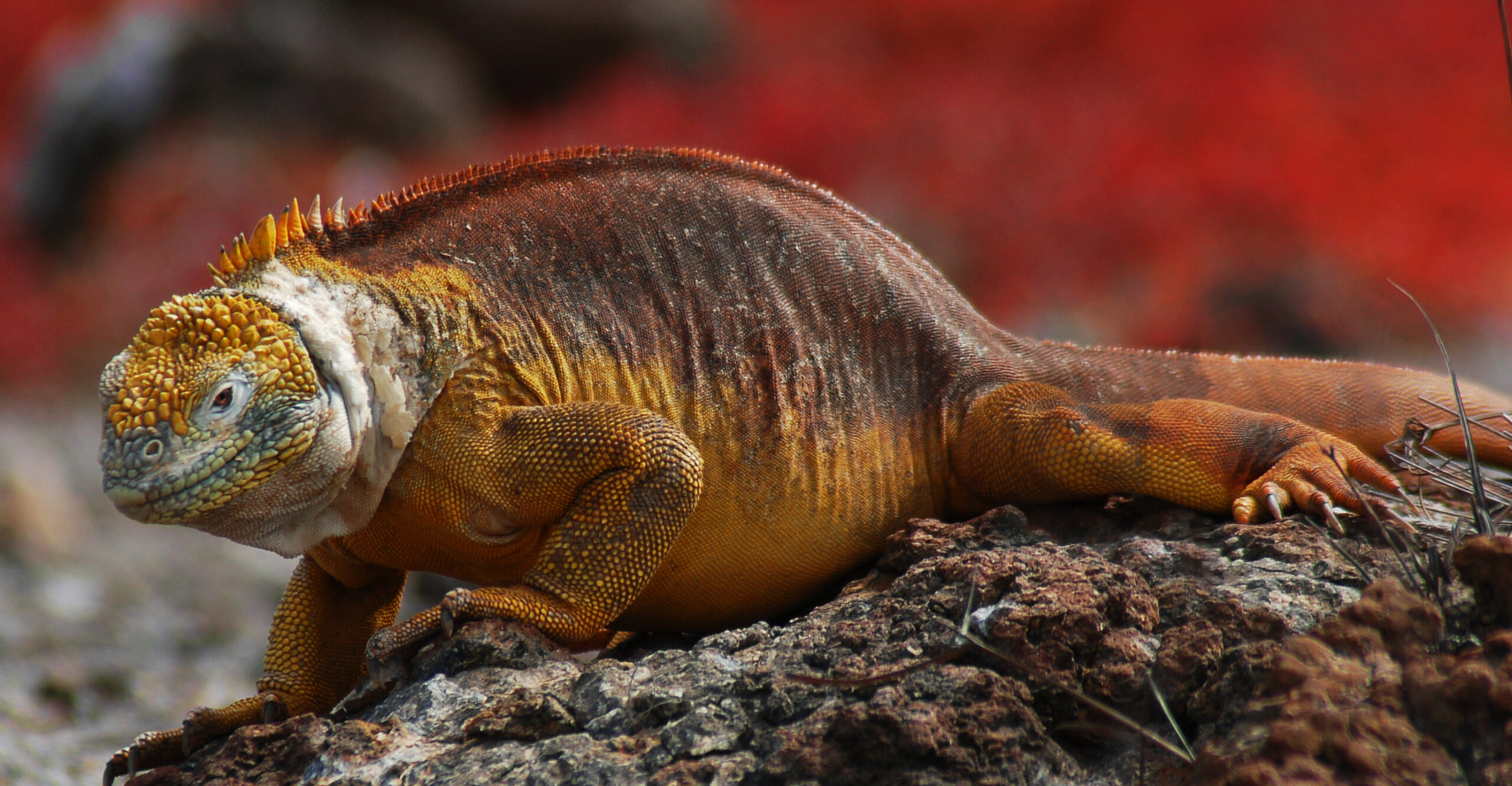 Galapagos Land Iguana Arena Pile Top 10 Coolest Lizards In The World