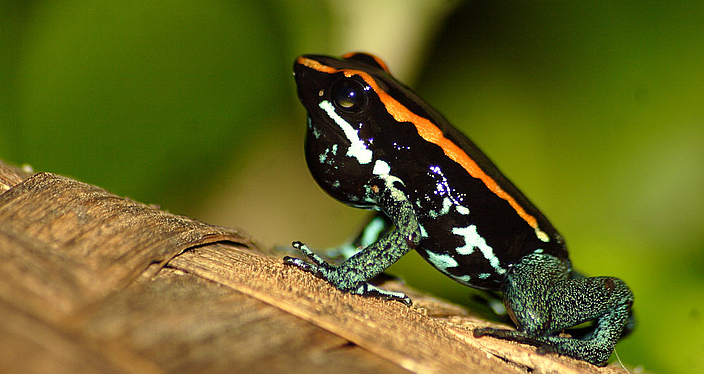 Golfodulcean poison frogs Arena Pile Top 10 Most Poisonous Frogs On Earth In The World