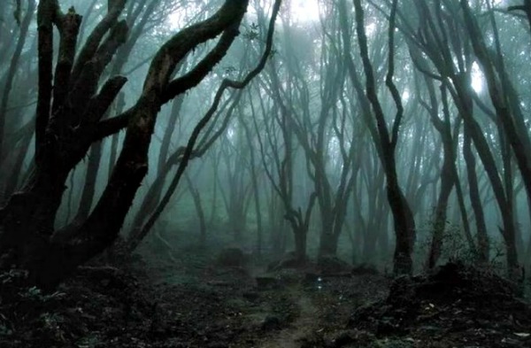Hoia Baciu Forest Arena Pile Top 10 Most Mysterious Forests In The World