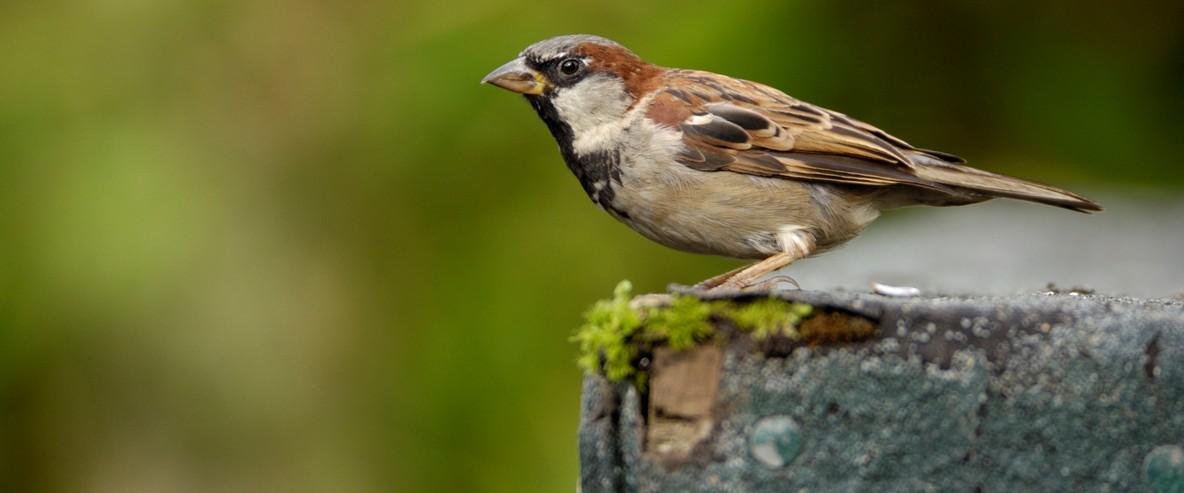 House Sparrow Arena Pile Top 10 Best Singing Birds In The World