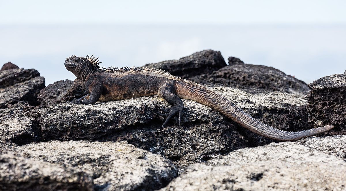 Marine Iguana Arena Pile Top 10 Coolest Lizards In The World