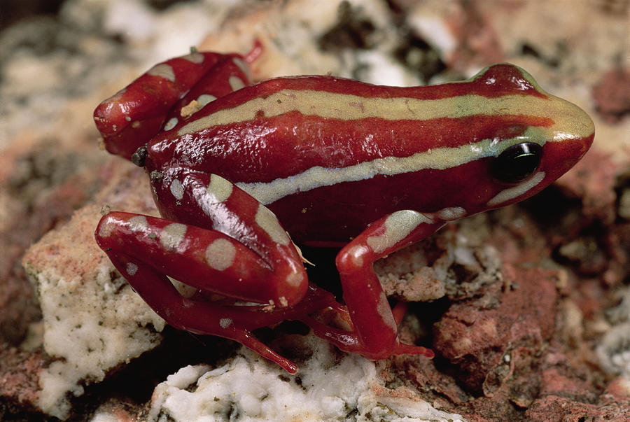 Phantasmal poison frogs Arena Pile Top 10 Most Poisonous Frogs On Earth In The World