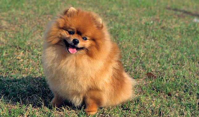 Smallest Dog Breeds In The World