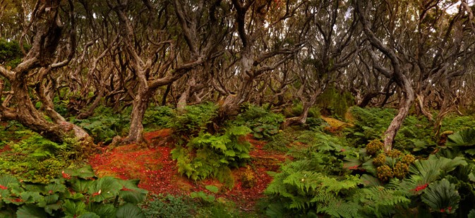 Rata Forests Arena Pile Top 10 Most Mysterious Forests In The World
