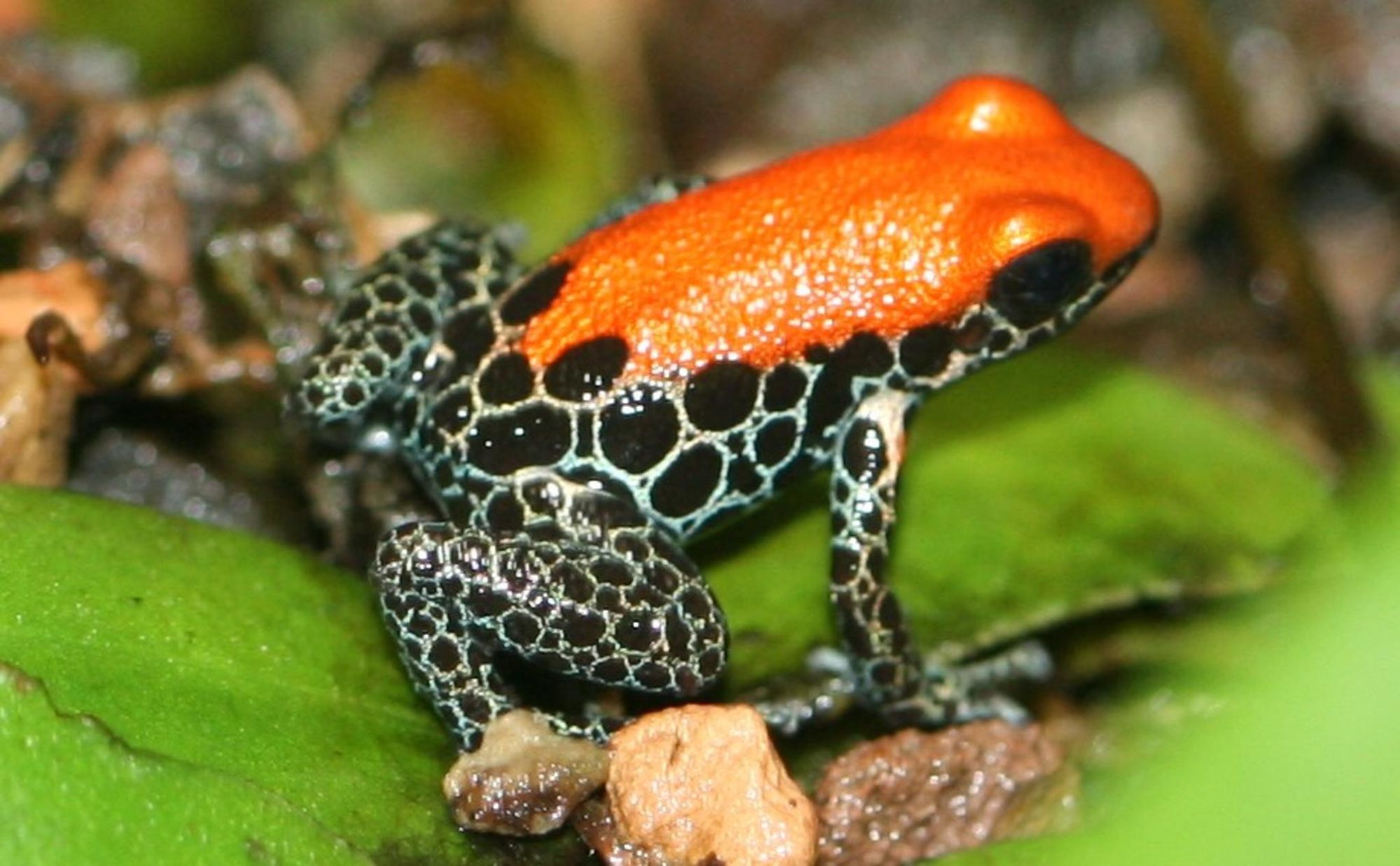 Red backed poison frogs Arena Pile Top 10 Most Poisonous Frogs On Earth In The World