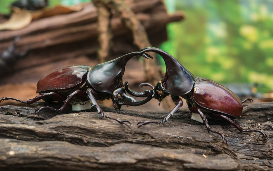 Rhinoceros Beetle Arena Pile Top 10 Strongest Animals In The World