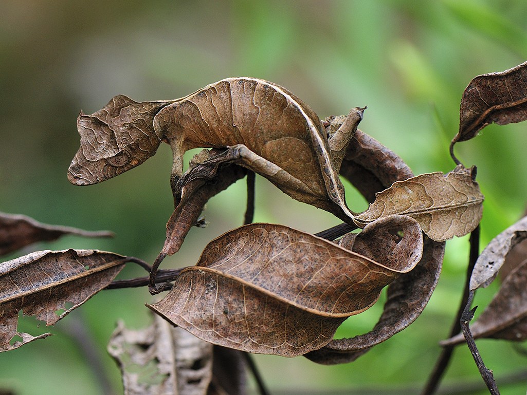 Satanic Leaf Tailed Gecko Arena Pile Top 10 Coolest Lizards In The World