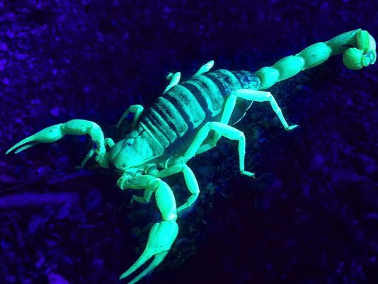 Scorpion glowing Arena Pile Top 10 Spectacular Glowing Animals In The World