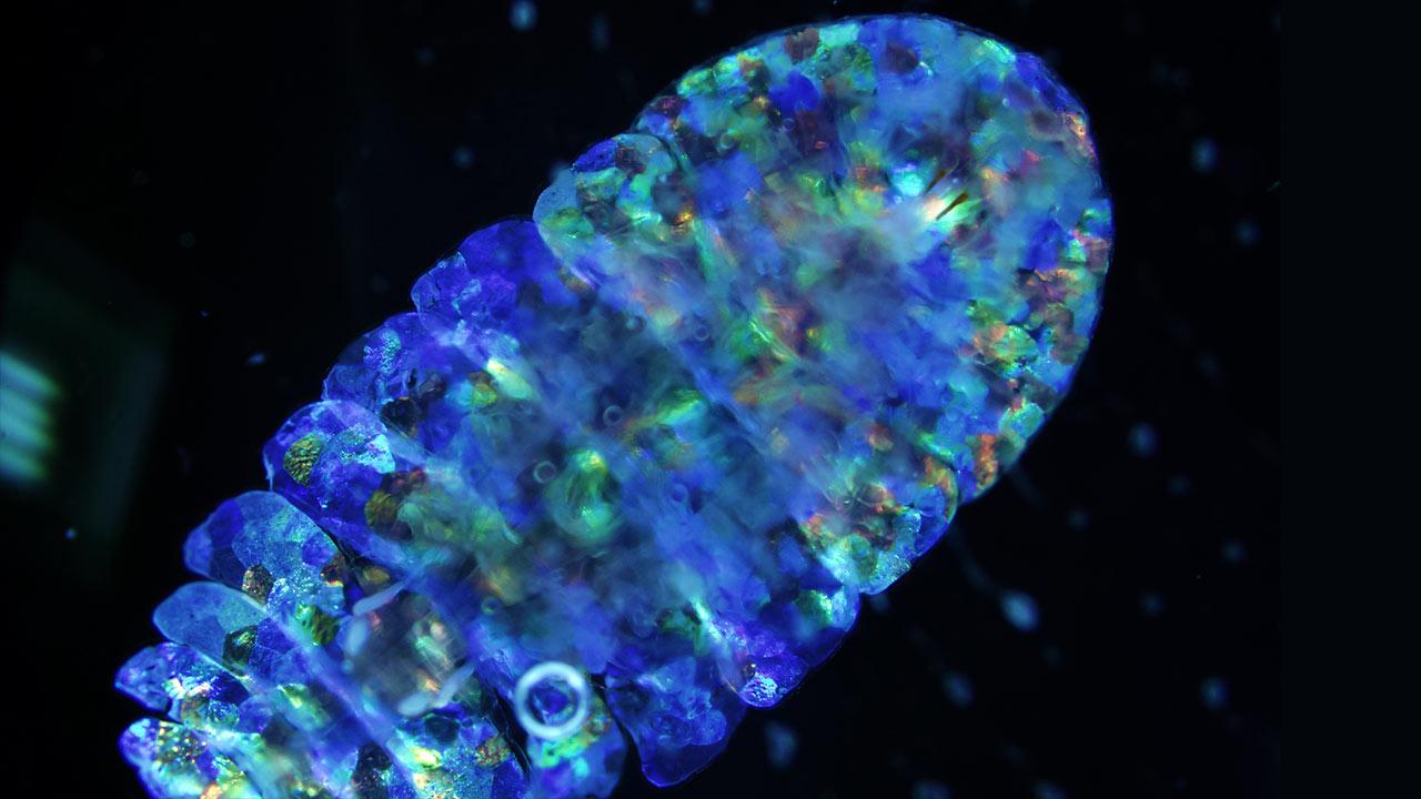 Sea Sapphire Arena Pile Top 10 Spectacular Glowing Animals In The World
