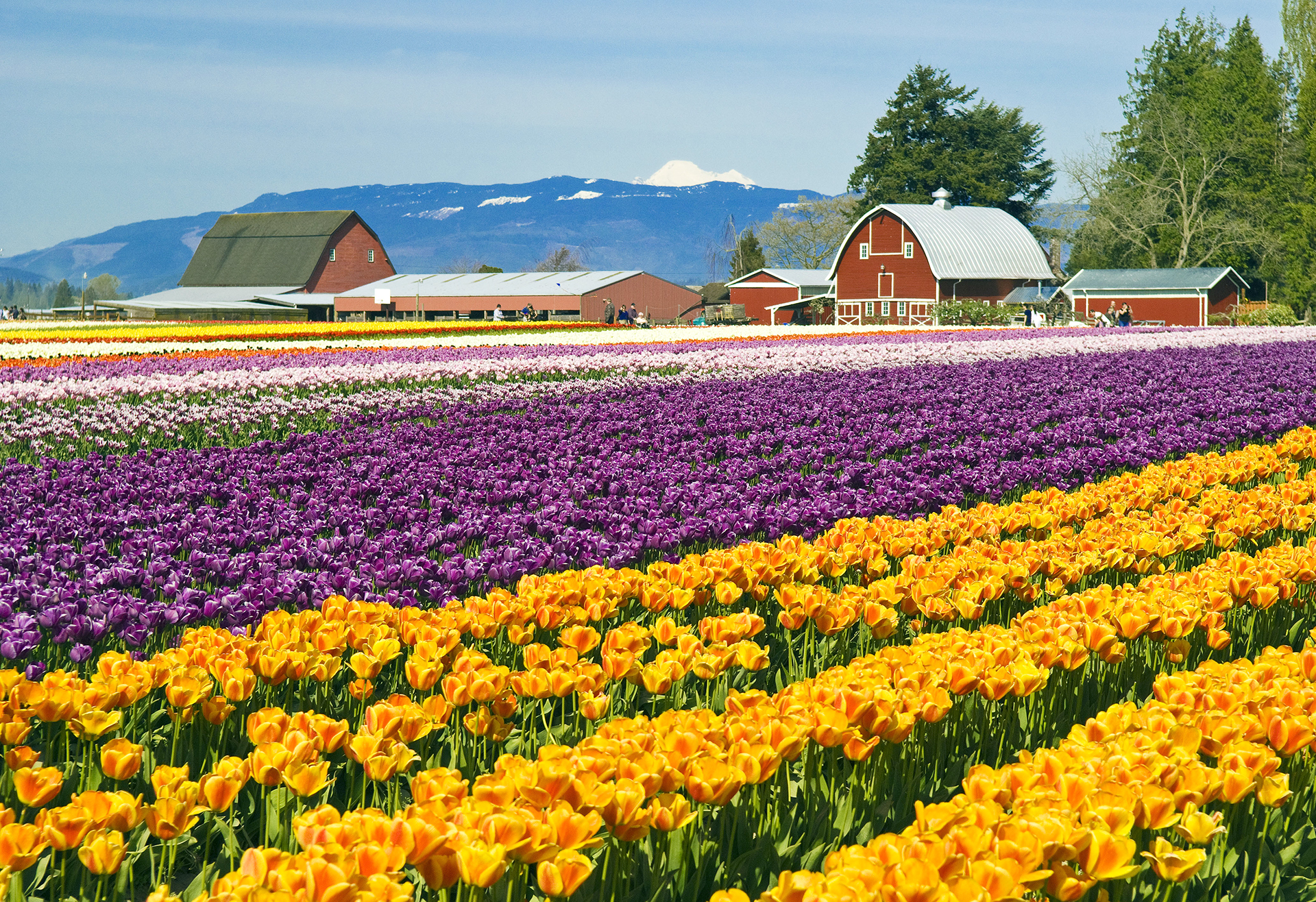 Skagit Valley Tulip Fields Arena Pile Top 10 Most Surreal Places In United States