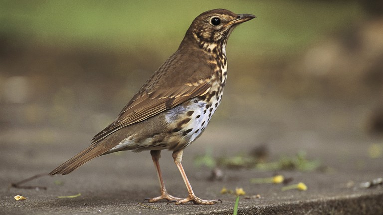 Song Thrush Arena Pile Top 10 Best Singing Birds In The World