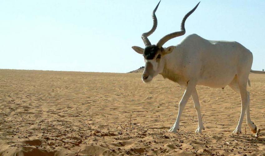 The Addax Antelope Arena Pile Top 10 Most Interesting Sahara Desert Animals In The World