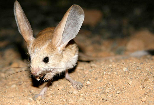 The Jerboa Arena Pile Top 10 Most Interesting Sahara Desert Animals In The World