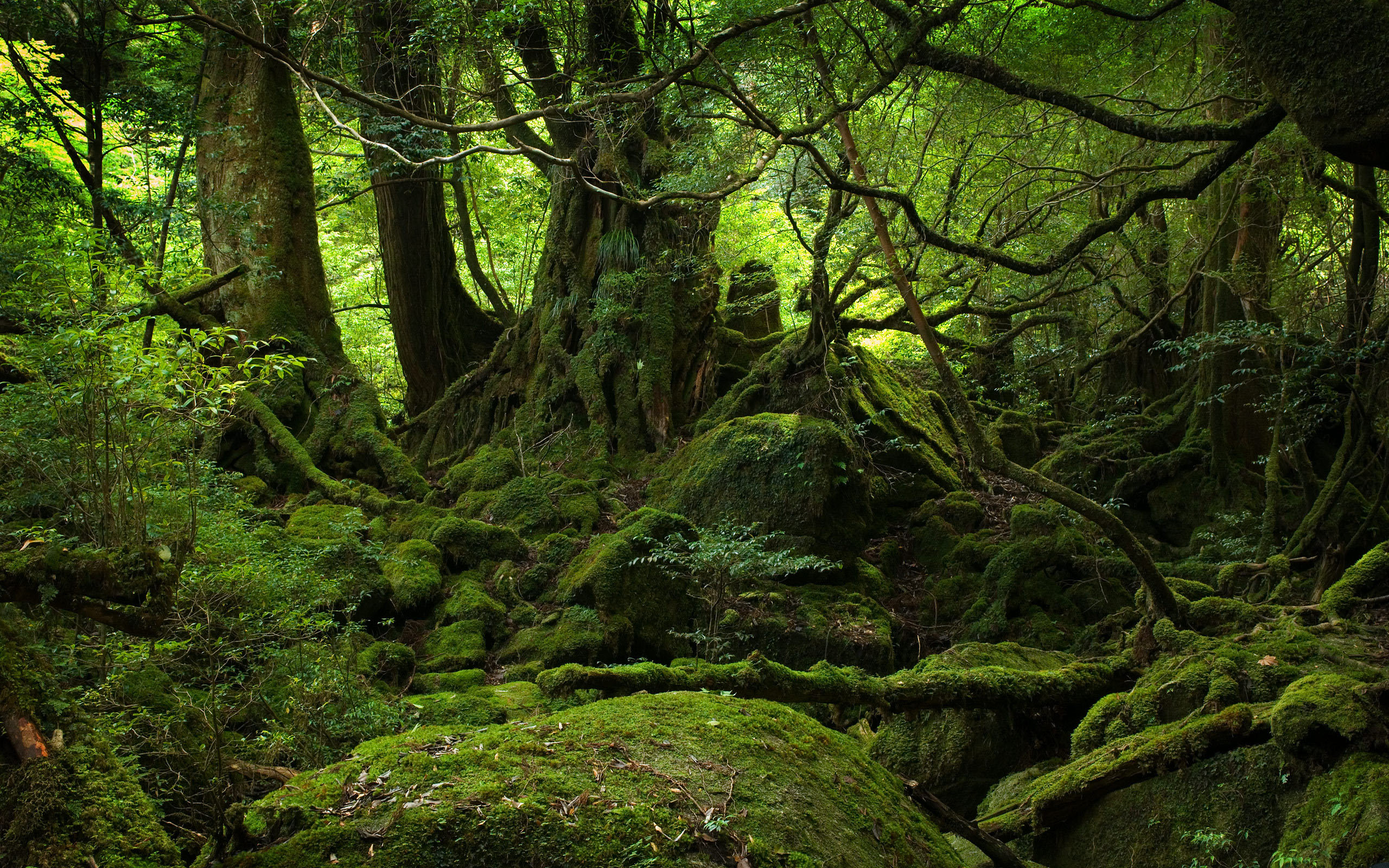 The Sea of Trees Arena Pile Top 10 Most Mysterious Forests In The World