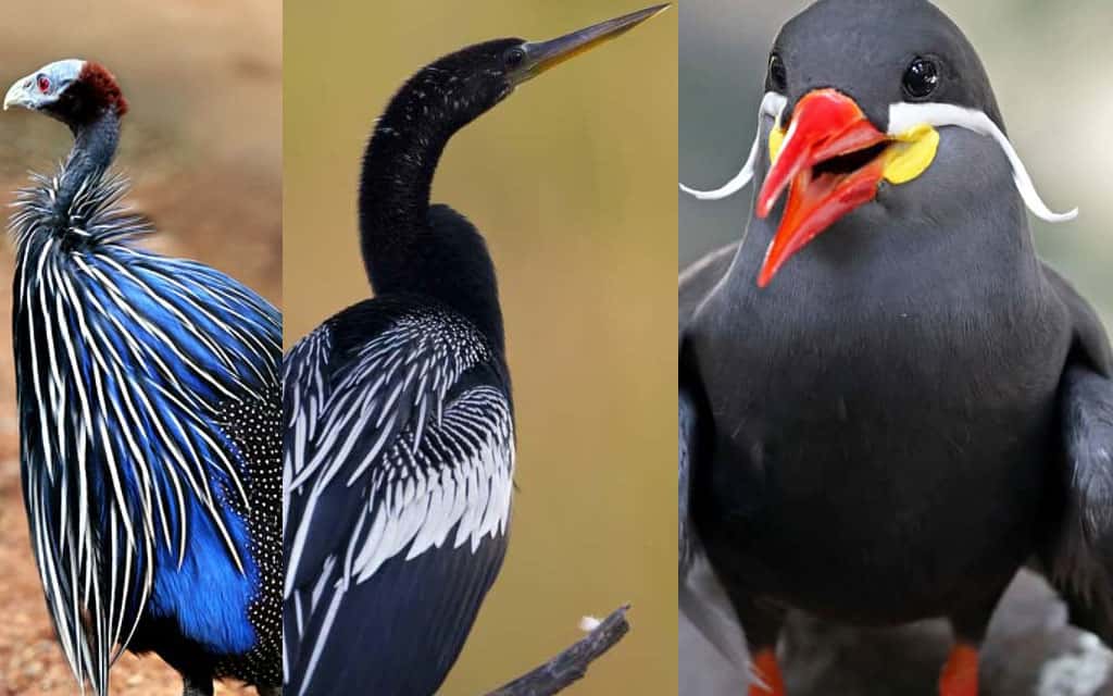 Top 10 Funny Looking Birds In The World